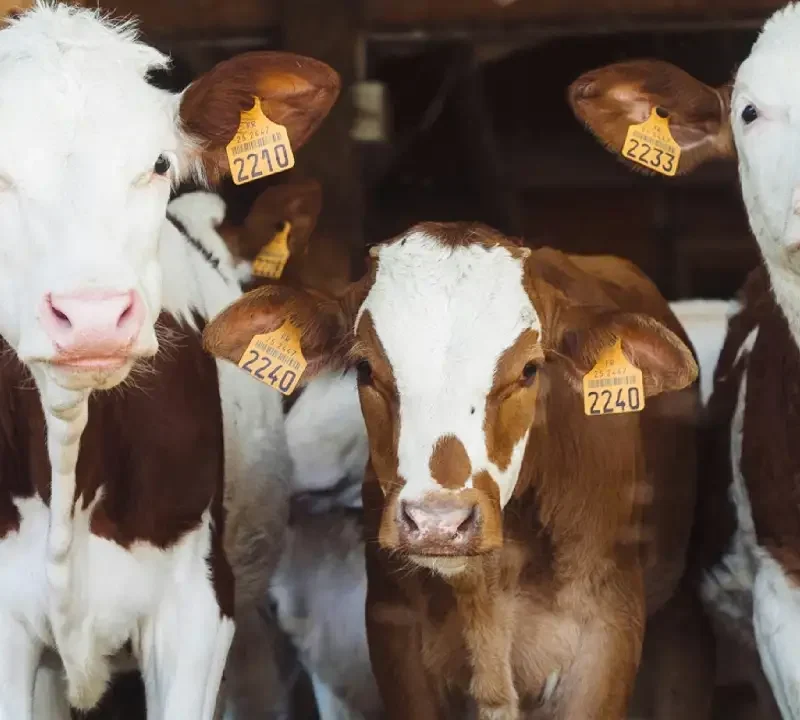 group of cows at farm